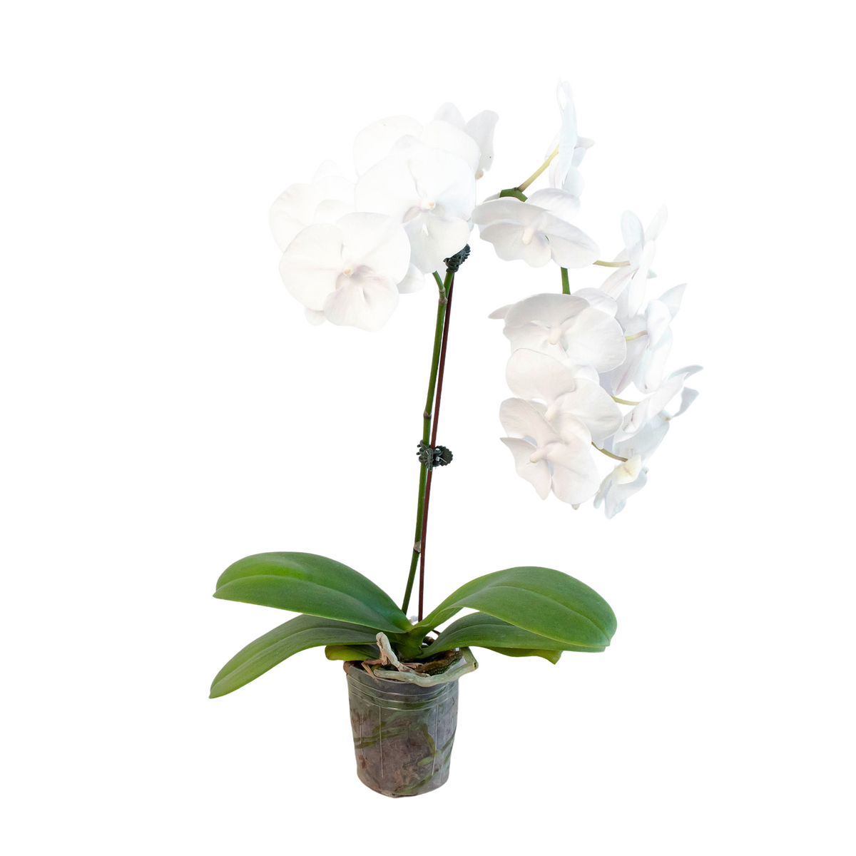 Orchid 'White Phalaenopsis' - House Plant Shop