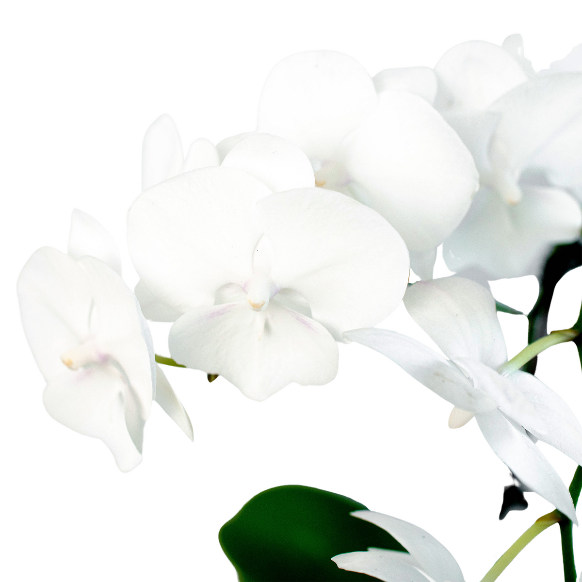 Orchid 'White Phalaenopsis' - House Plant Shop