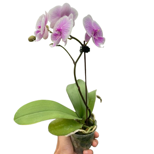 Orchid 'Light Pink Phalaenopsis' - House Plant Shop