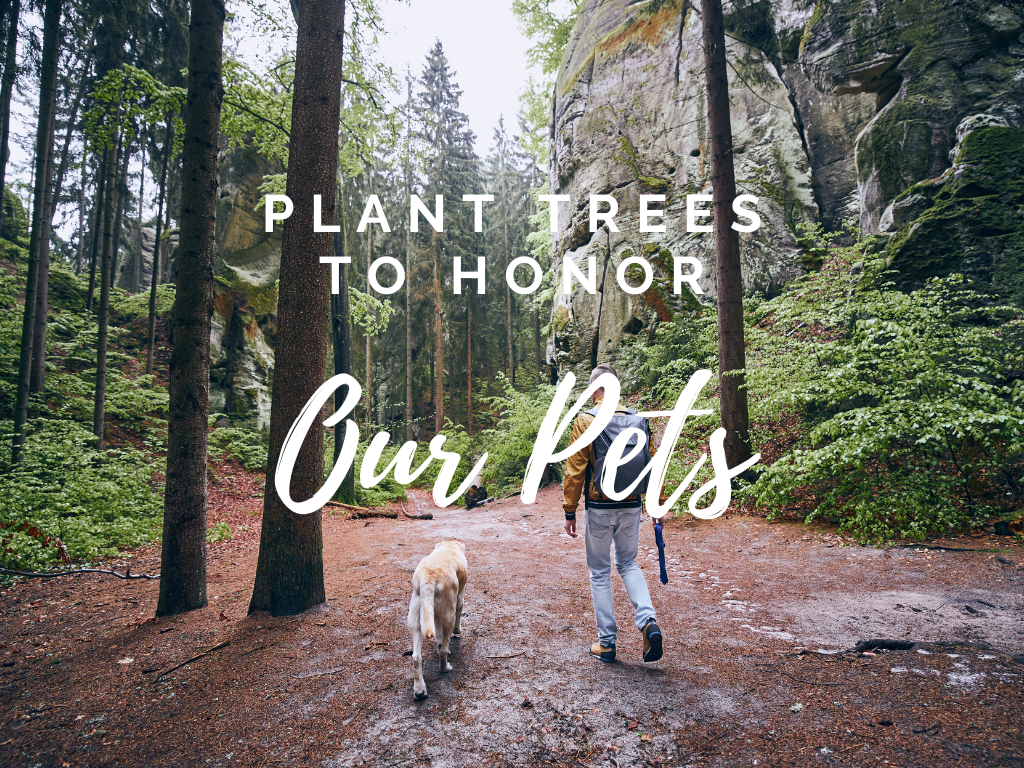 Pet Loss Memorial Tree Gift - Plant a Tree in Memory in a National Forest & Send a Personalized Card