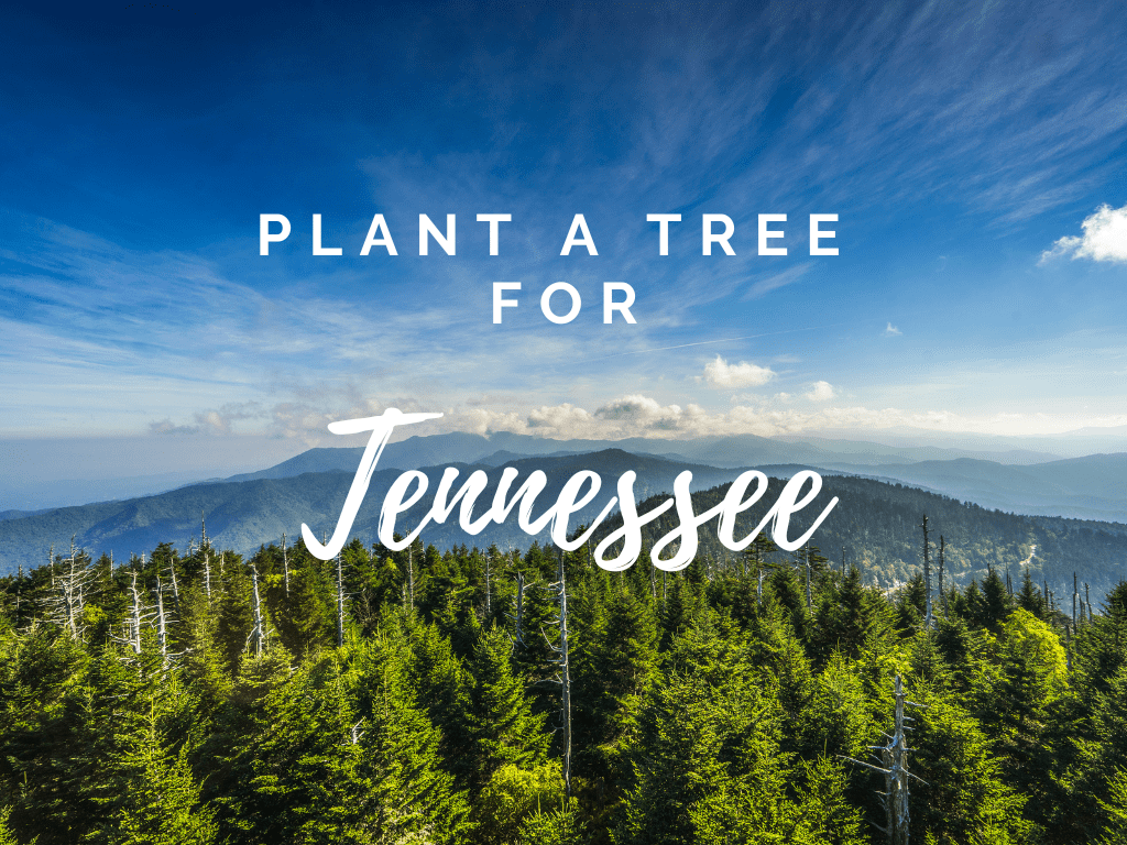 Plant a Tree for Someone in Tennessee - Memorial & Tribute Trees