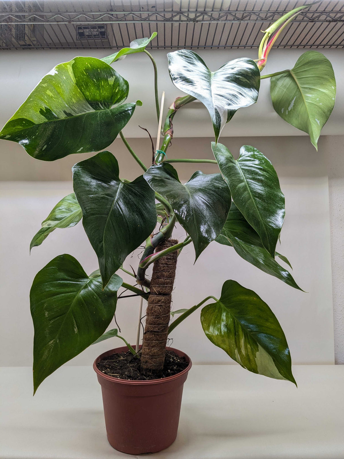 Philodendron 'White Princess' - House Plant Shop