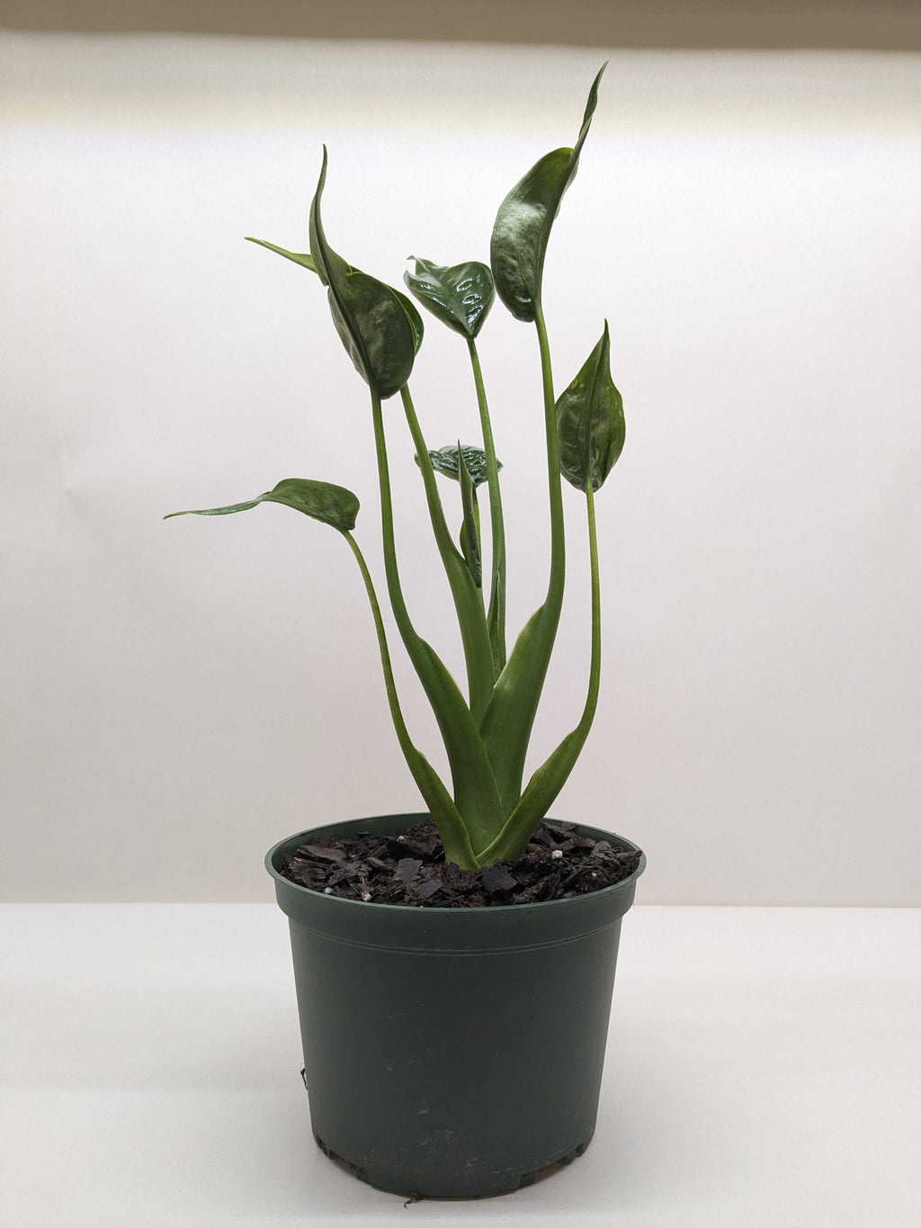 Alocasia 'Tiny Dancer' - 4" Pot - House Plant Shop