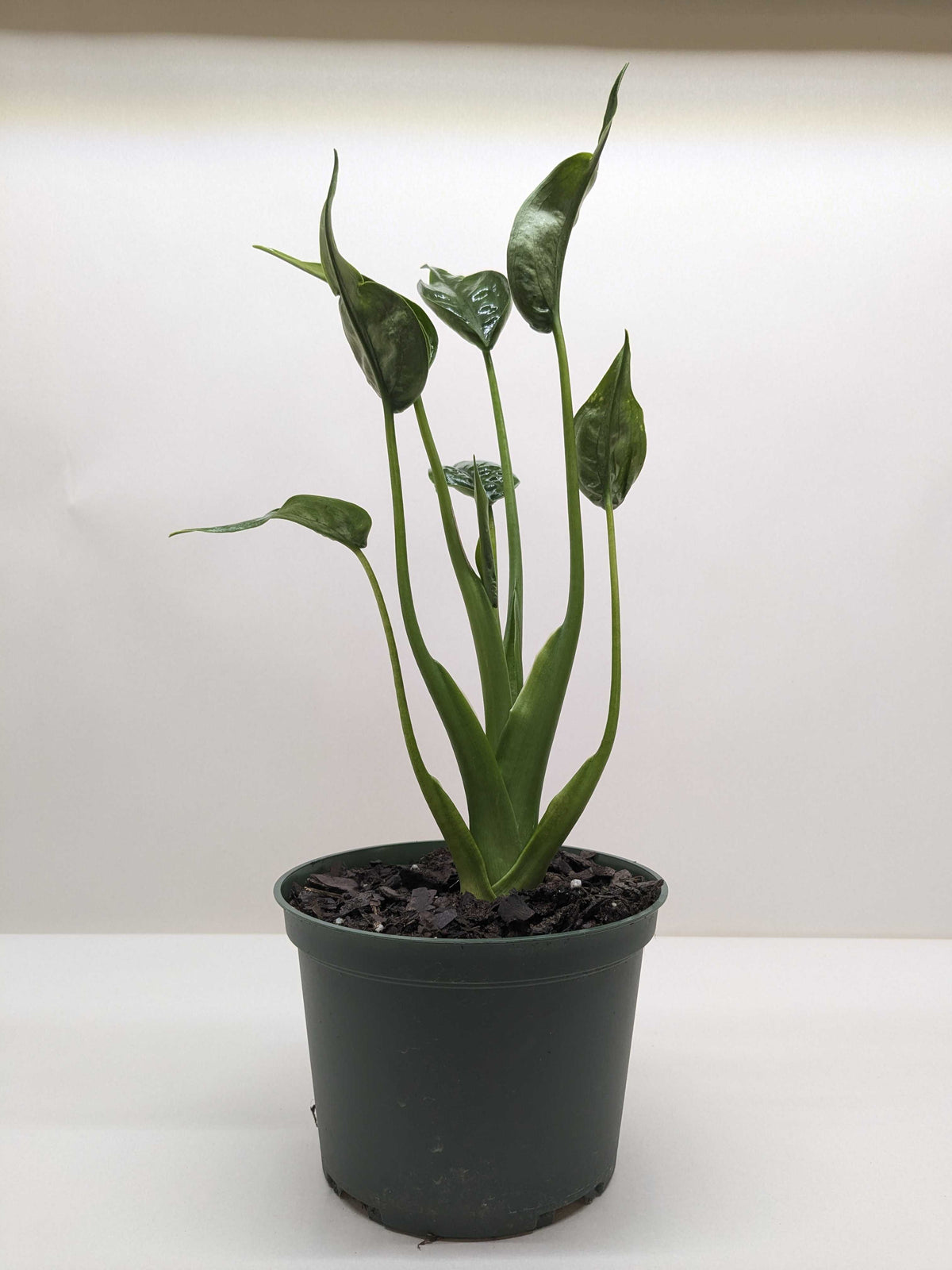 Alocasia 'Tiny Dancer' - 4" Pot - House Plant Shop