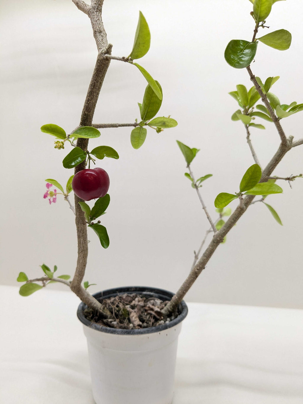 Malpighia Barbados Cherry - House Plant Shop