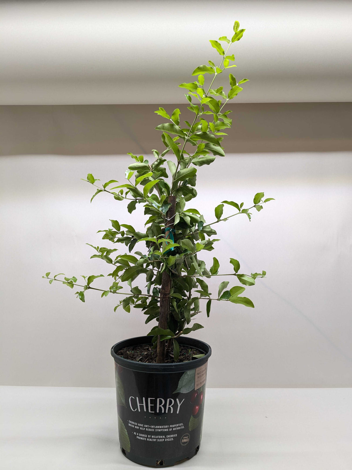 Malpighia Barbados Cherry - House Plant Shop