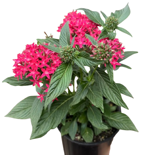 Pentas Red - House Plant Shop