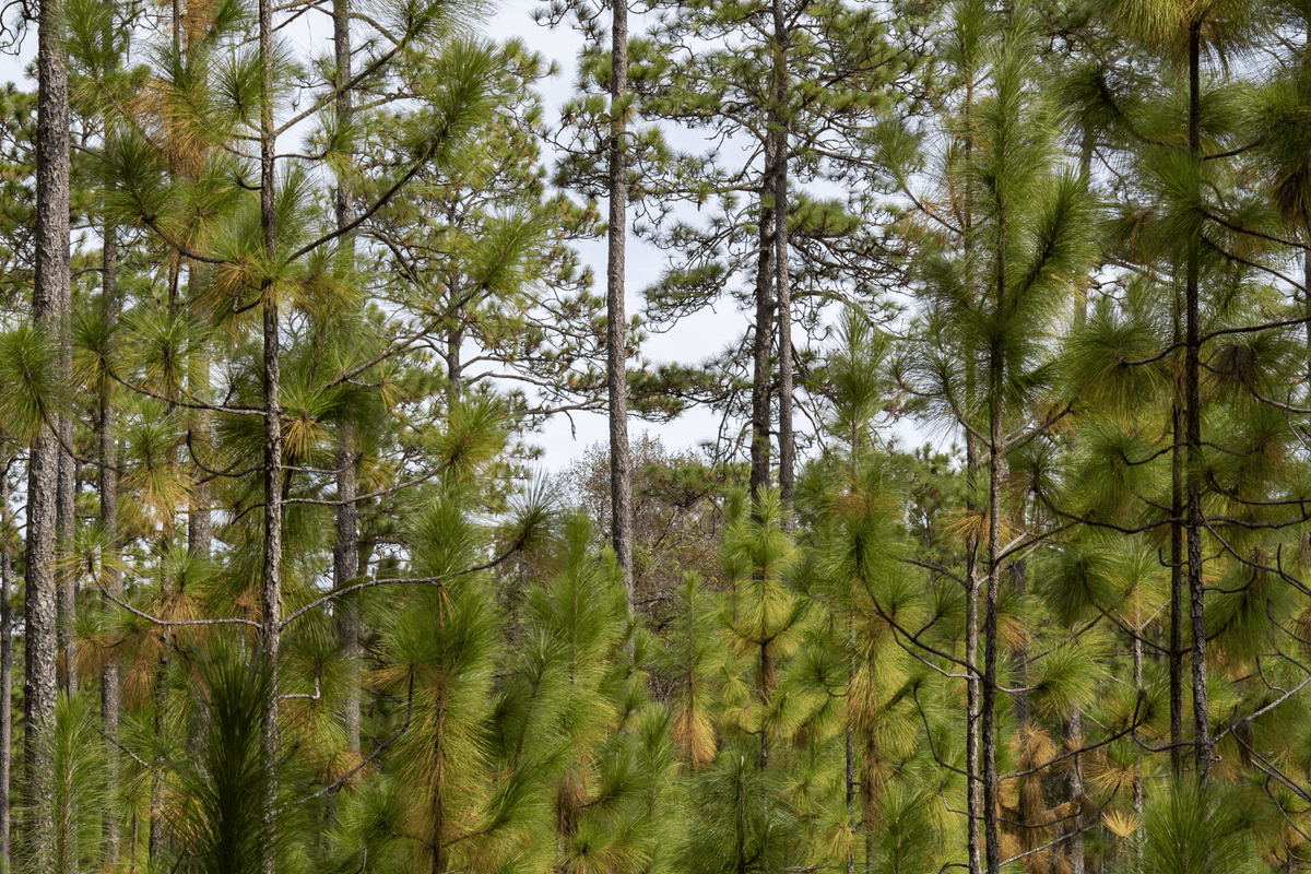 Plant a Tree for Someone in Alabama - Memorial & Tribute Trees