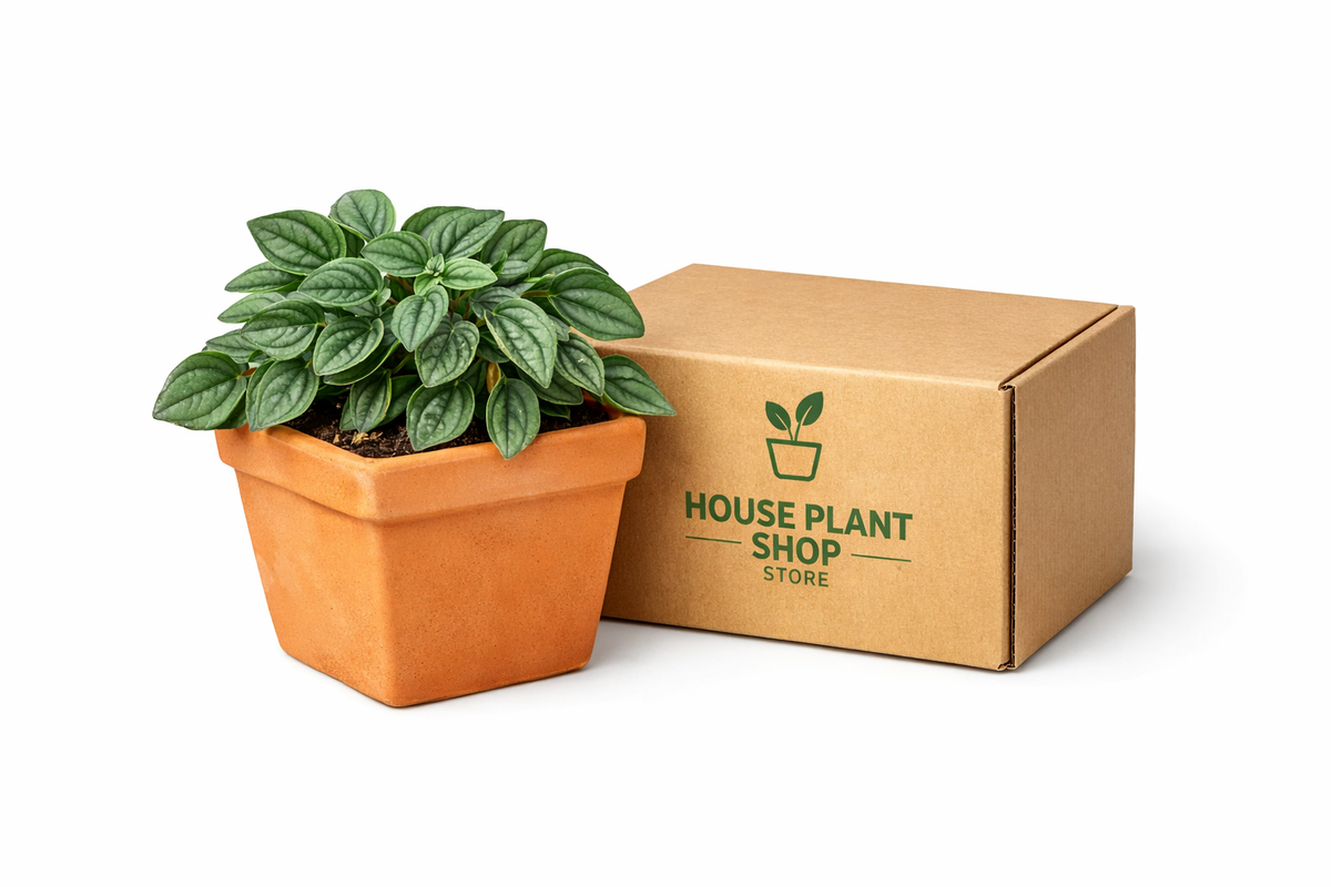 1 Pre-Potted Subscription Box