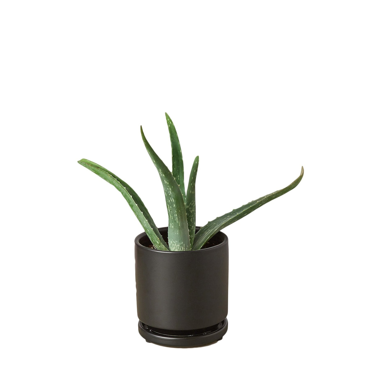Aloe Vera - House Plant Shop