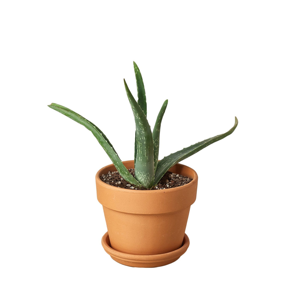 Aloe Vera - House Plant Shop
