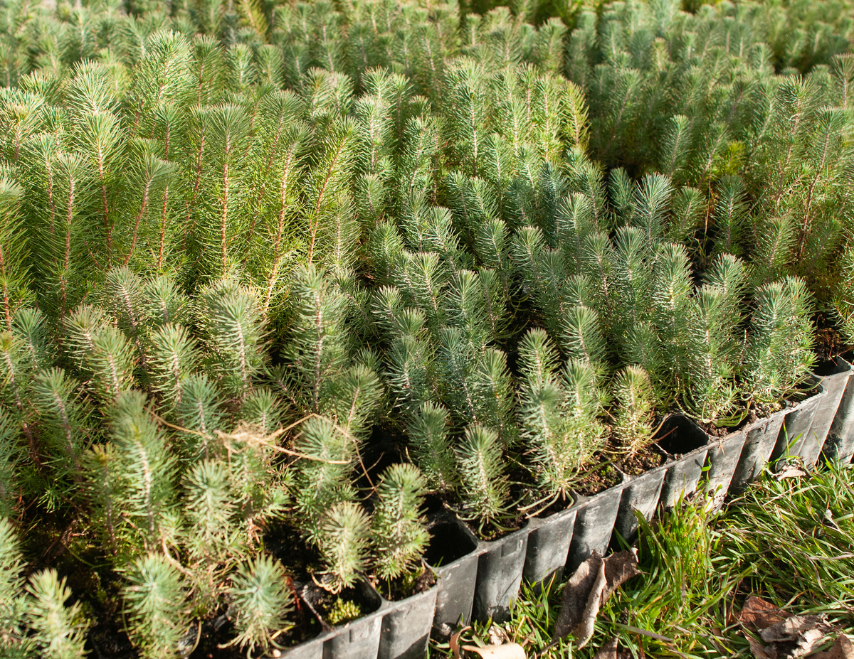 Plant a Tree for Someone in Idaho - Memorial & Tribute Trees