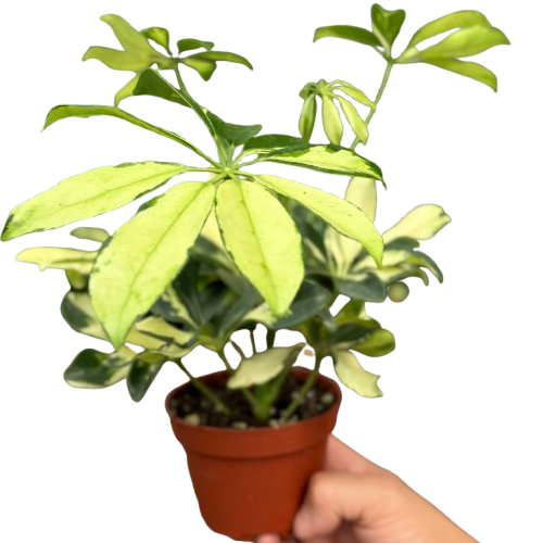 Schefflera Trinette - House Plant Shop