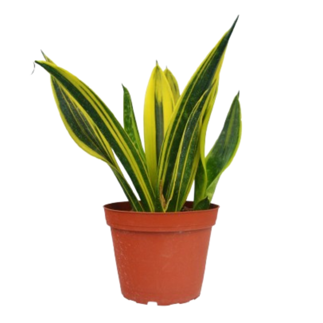 Snake 'Gold Flame' - House Plant Shop