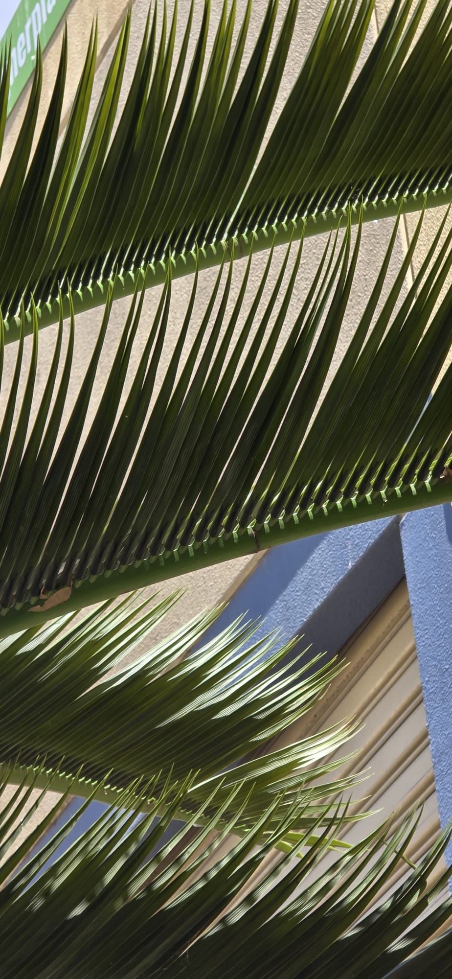 Monumental Coconut Palm Artificial Tree 13ft–39ft – UV Resistant (10–12 Week Lead Time)