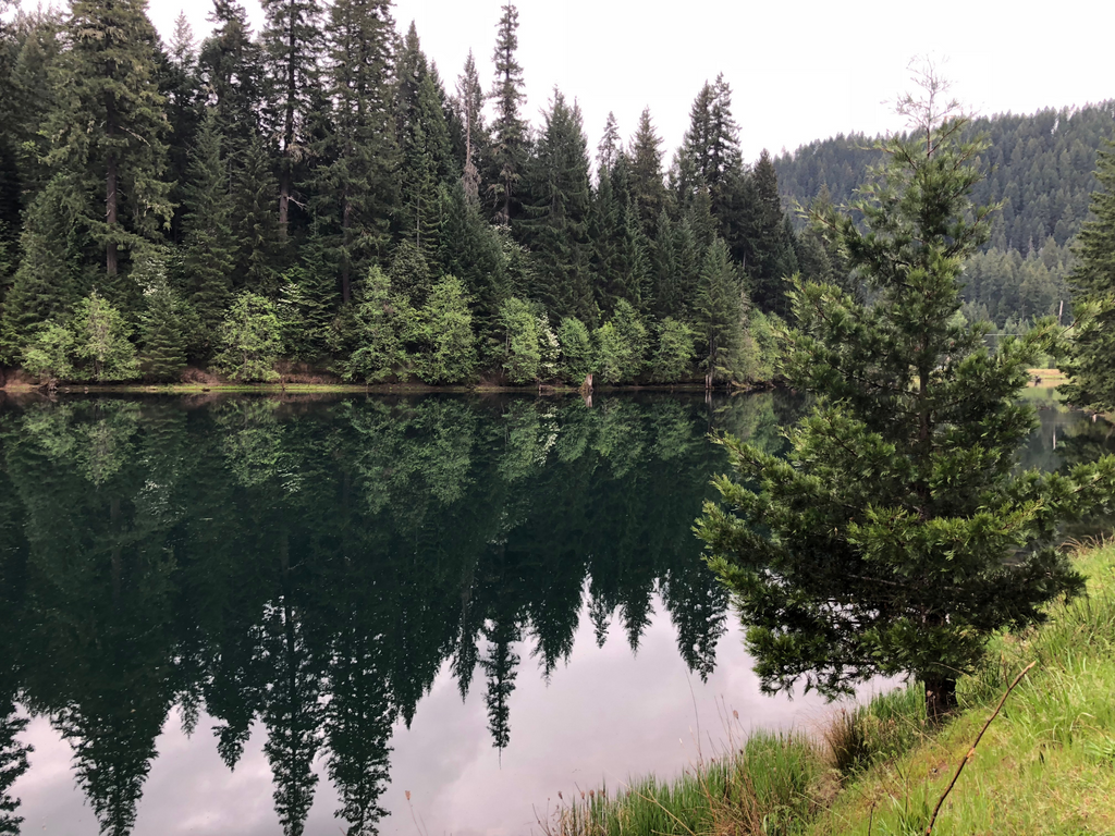 Plant a Tree for Someone in Oregon - Oregon Memorial Trees