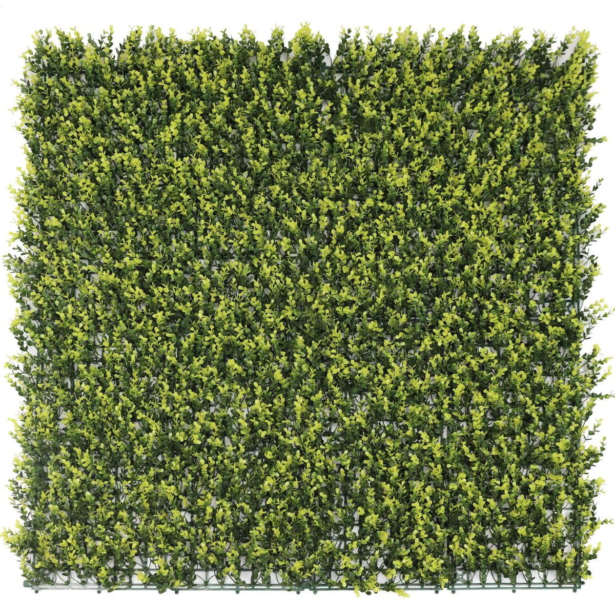 Sample Panel – Yellow English Boxwood Green Wall (Small Sample)