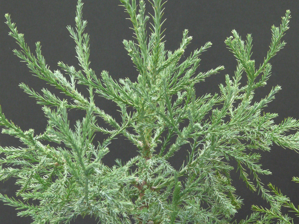 Plant a Redwood Tree in Honor or Memory
