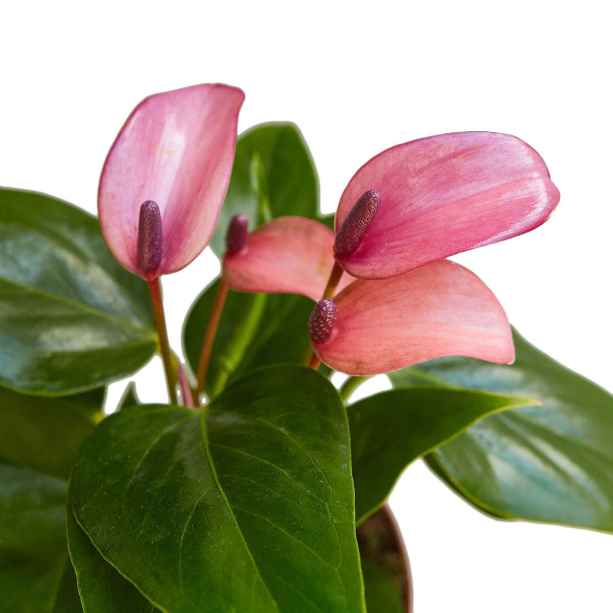 Anthurium 'Purple' - House Plant Shop