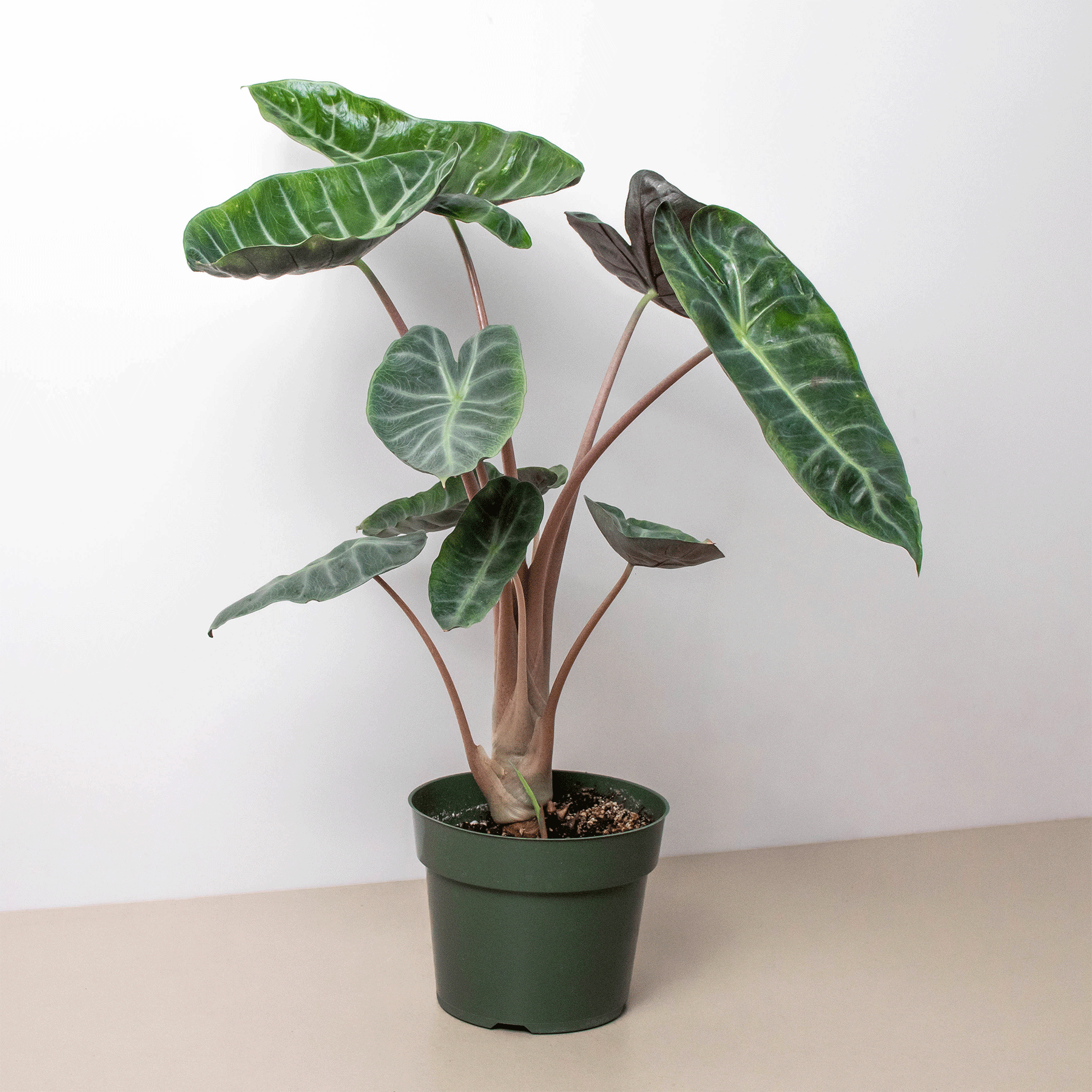 Alocasia Pink Dragon - House Plant Shop