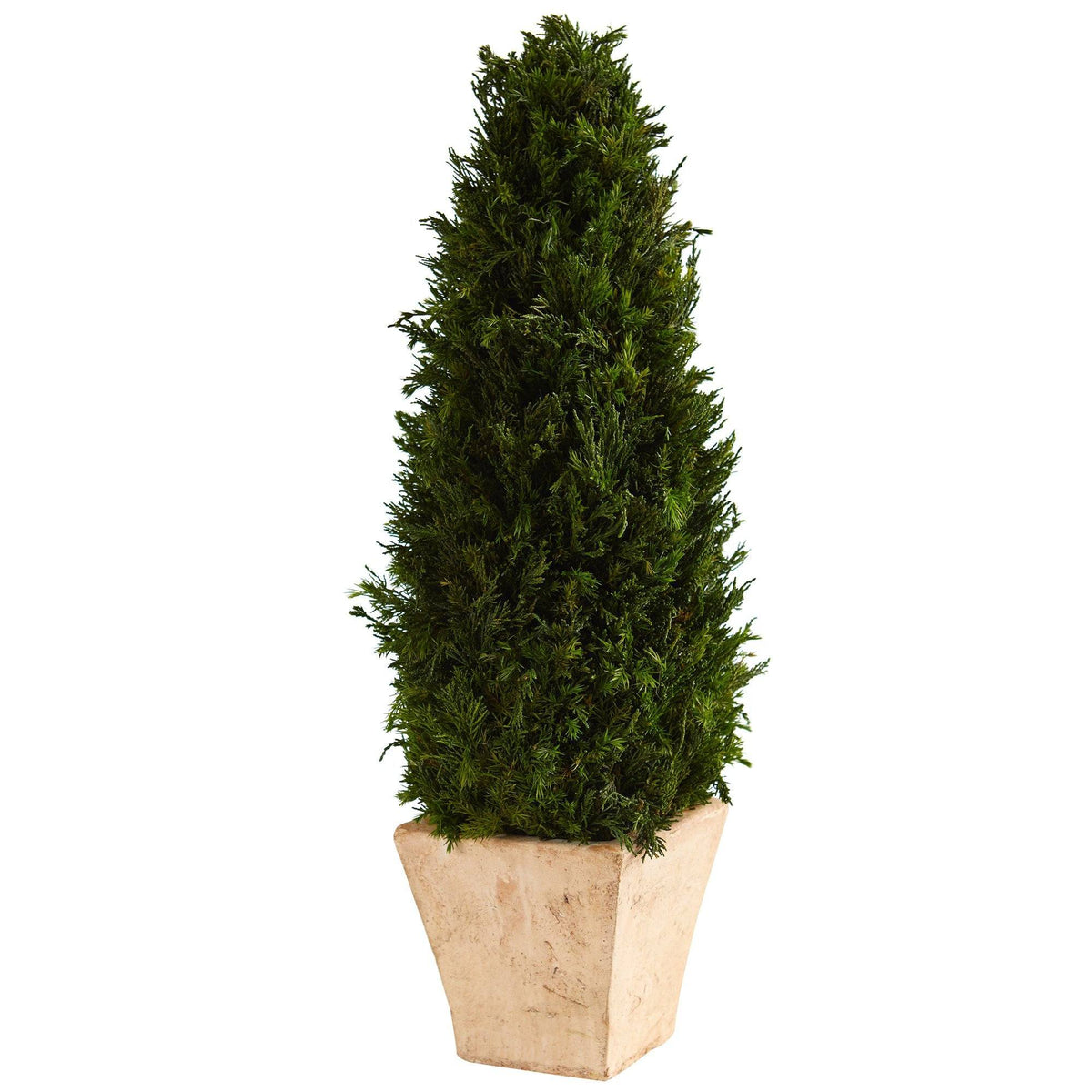 2’ Cypress Cone Preserved Plant in Planter