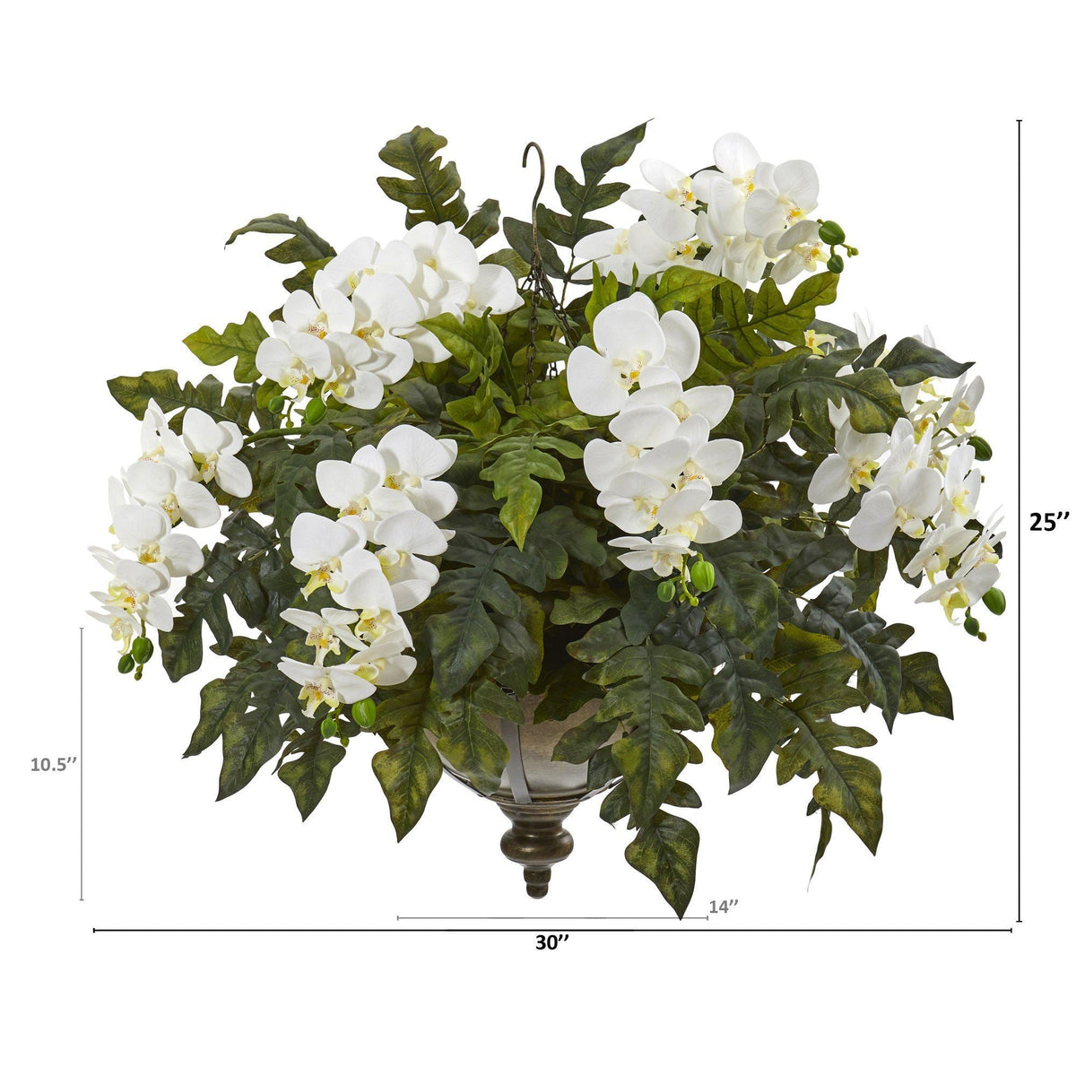 25” Phalaenopsis Orchid and Holly Fern Plant in Hanging Bowl