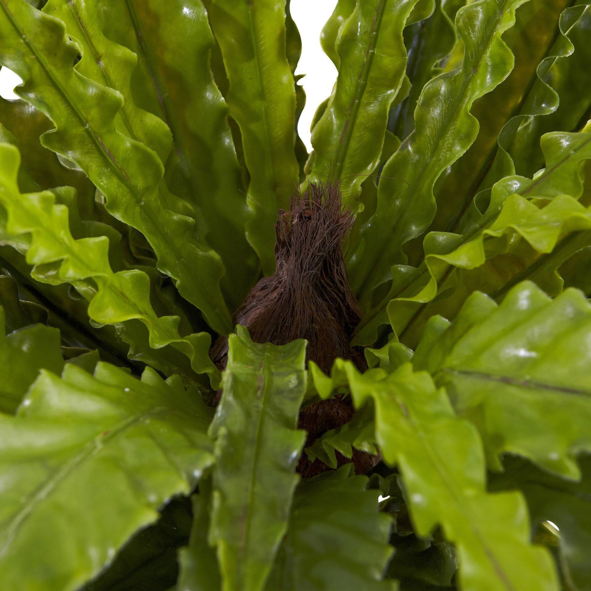 26” Asplenium Artificial Plant (Set of 2)