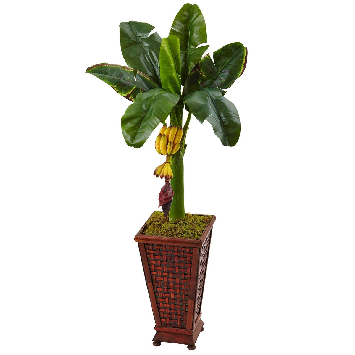 3.5’ Banana Tree in Wooden Planter