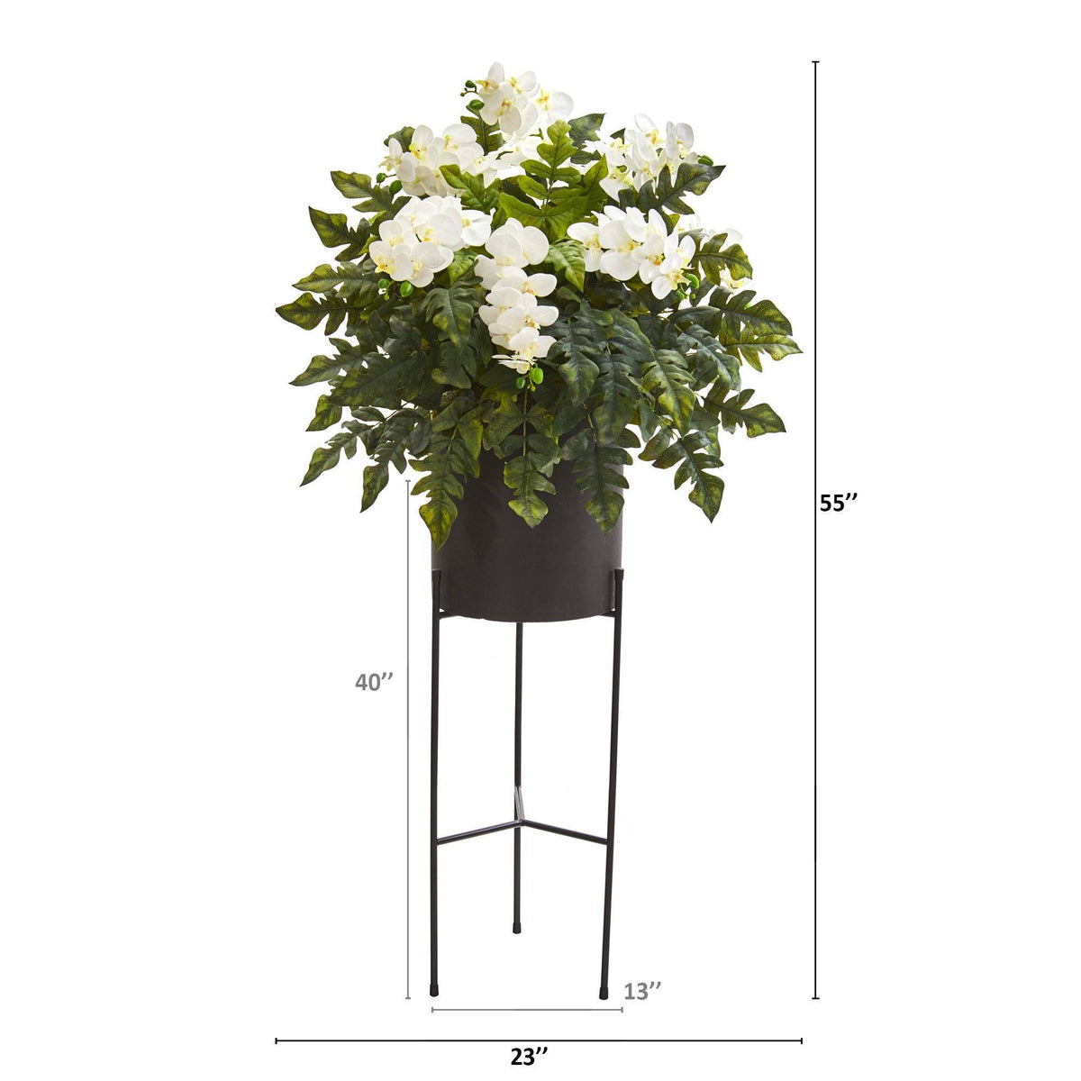 55” Phalaenopsis Orchid, Holly Fern Plant in Black Planter