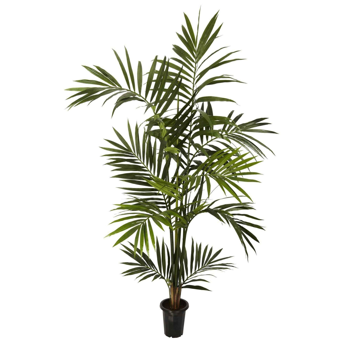 6' Kentia Palm Silk Tree