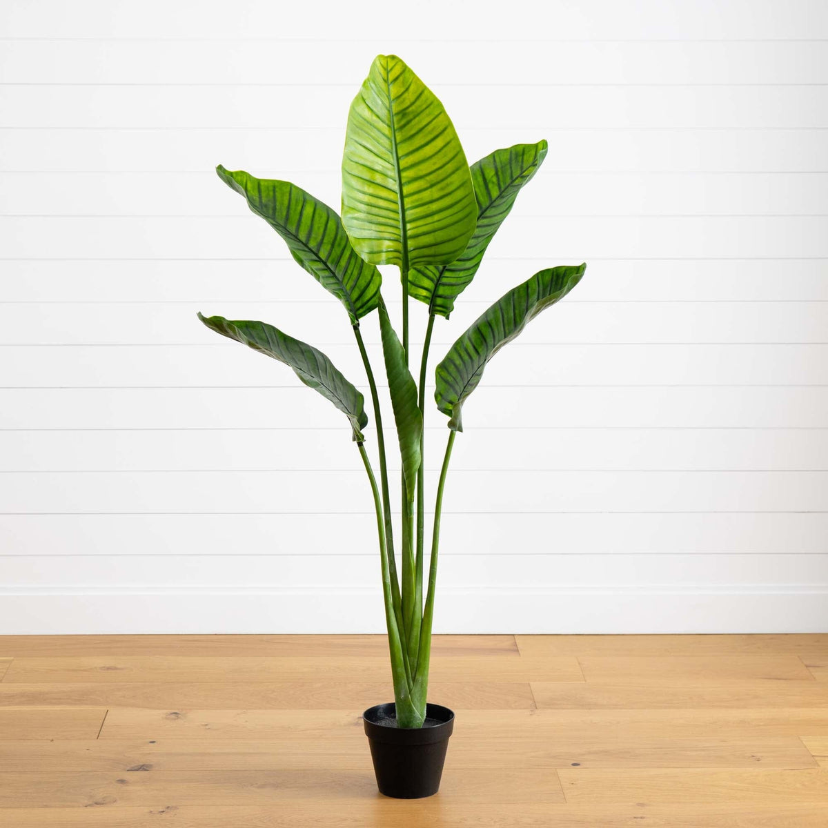 64” Traveler's Palm Tree UV Resistant (Indoor/Outdoor)