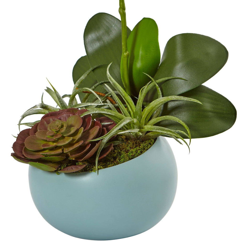 Phalaenopsis Orchid and Succulents in Decorative Vase