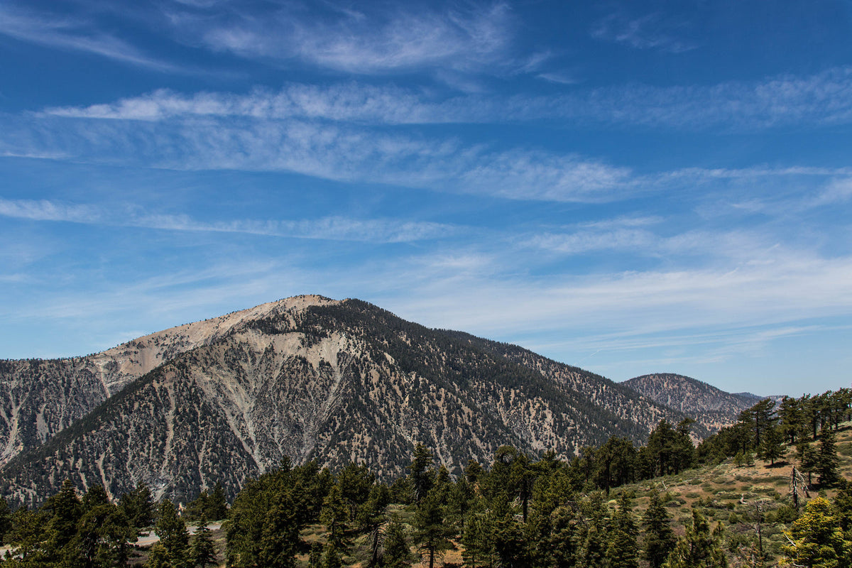 Plant a Tree in Honor or Memory in a California National Forest - A Living Tribute