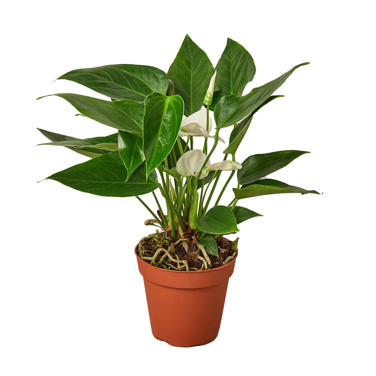 Anthurium 'White' - House Plant Shop
