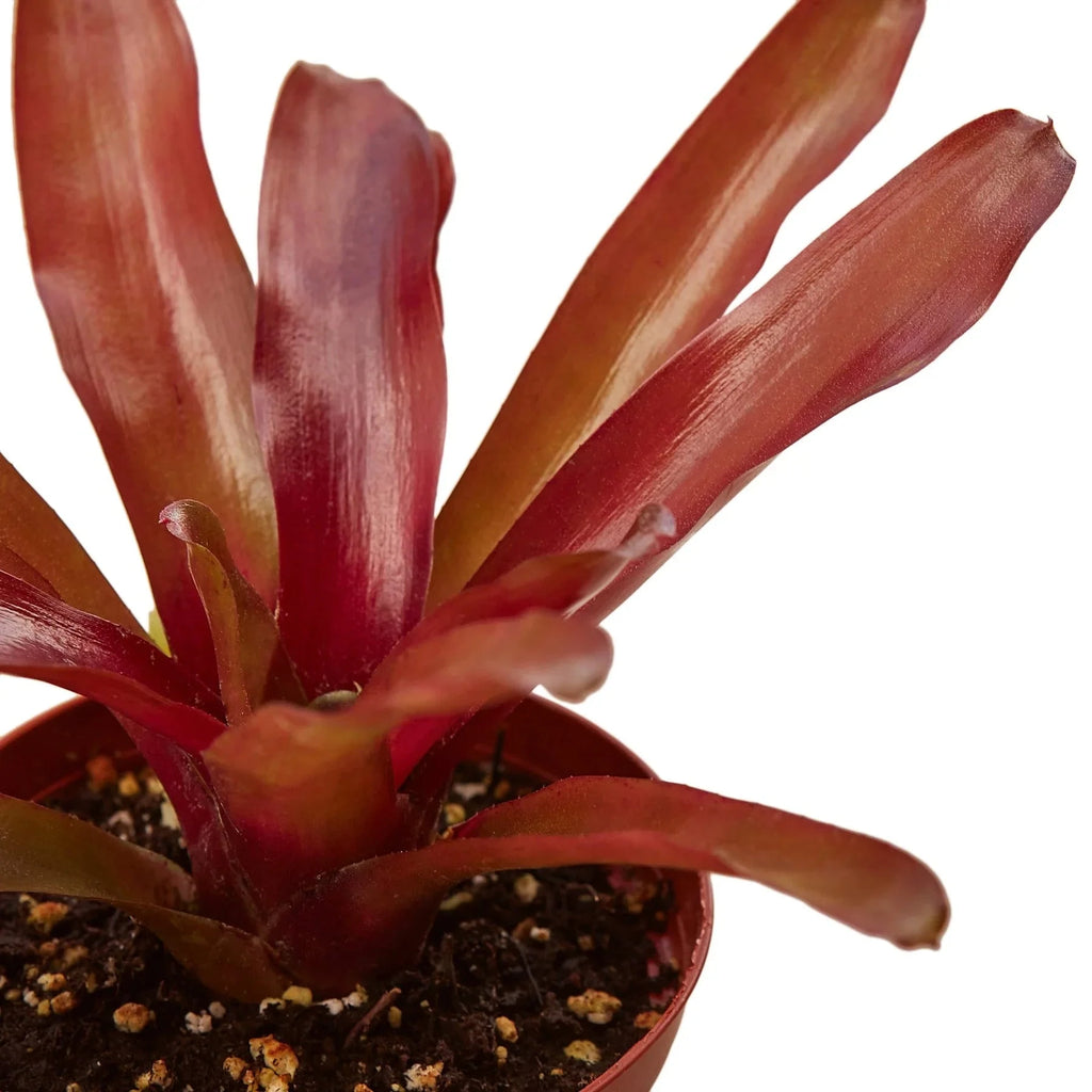 Bromeliad 'Fireball' - House Plant Shop
