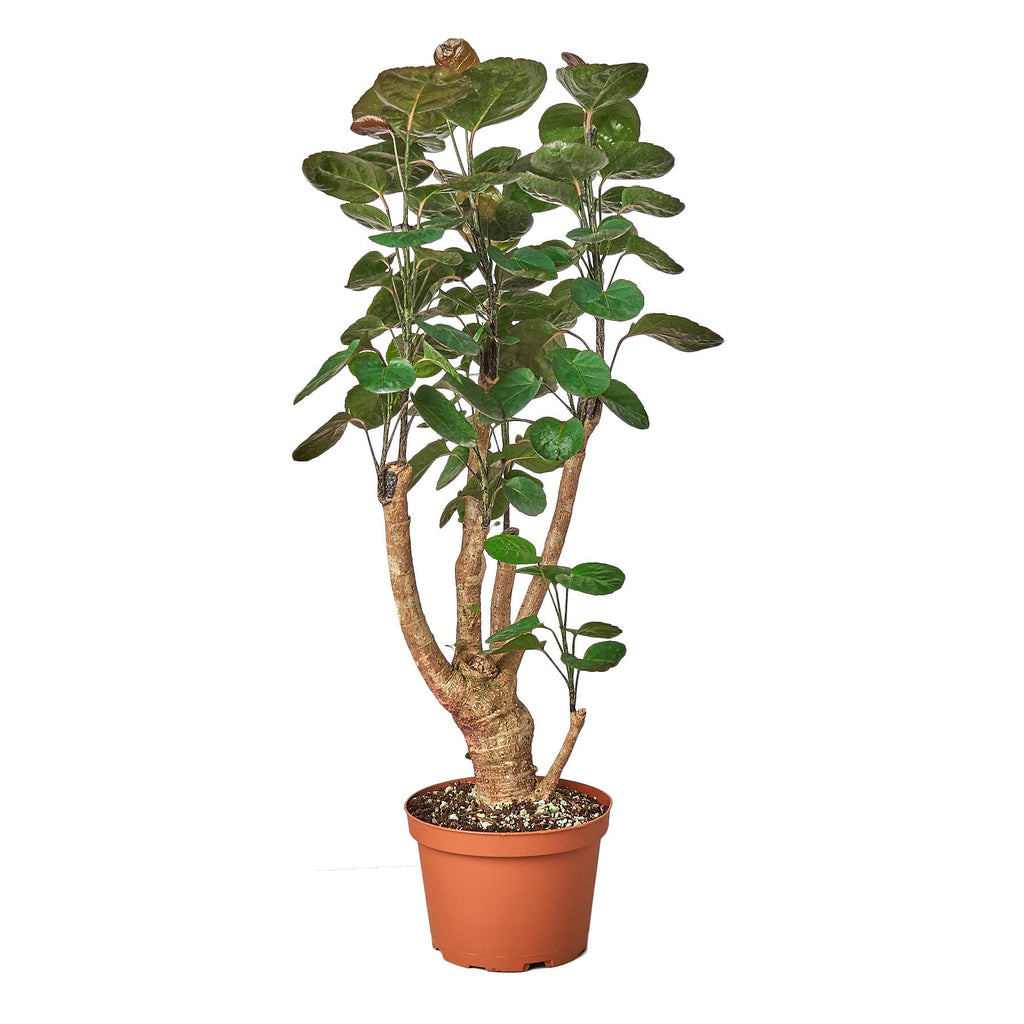 Aralia Fabian Stump 'Polyscias Scutellaria' - House Plant Shop
