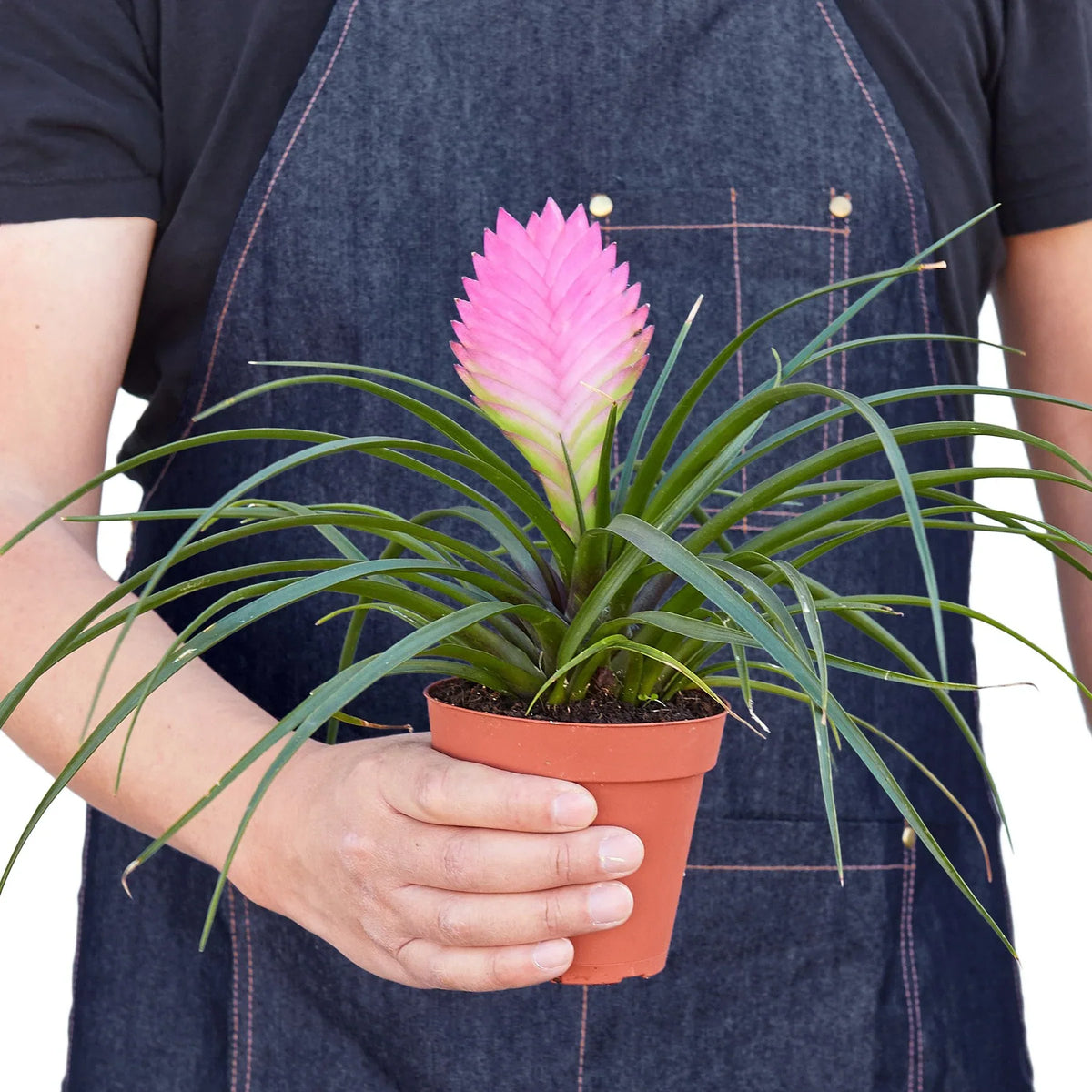 Bromeliad Cyanea 'Pink Quill' - House Plant Shop