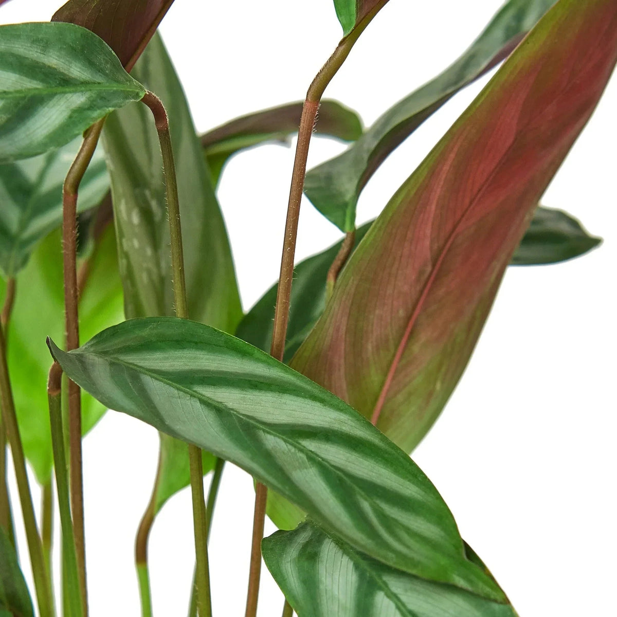 Calathea 'Grey Star' - House Plant Shop