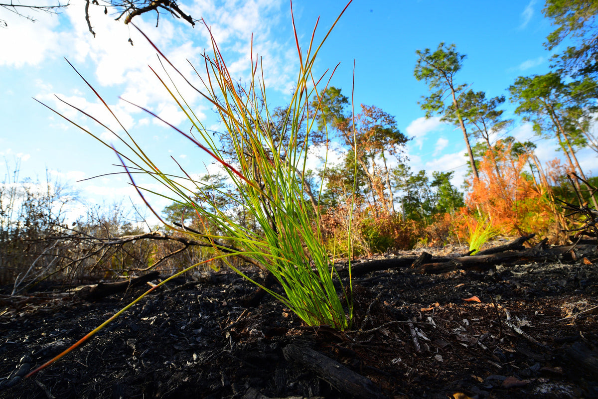 Plant a Tree in Florida - Memorial Trees & Tribute Trees