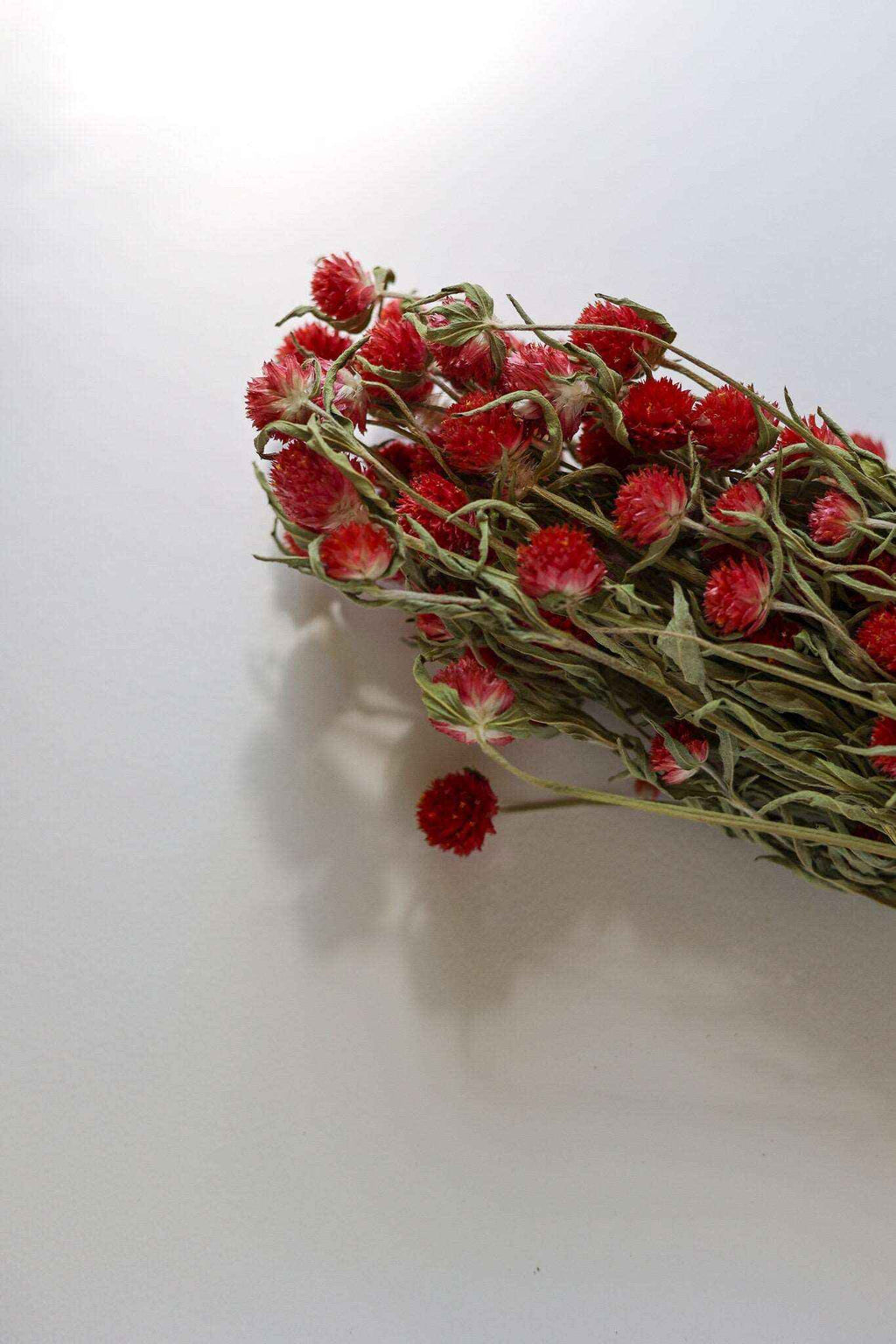 Dried Red  Gomphrena Flower Globe Amaranth