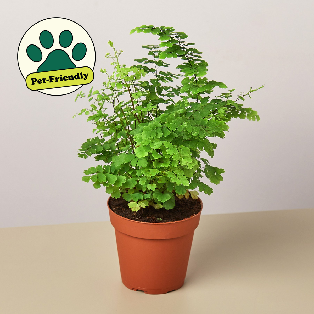 Maidenhair Fern - House Plant Shop