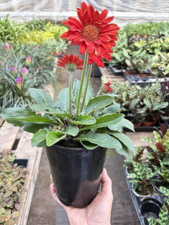 Gerbera Sweet Love Red - House Plant Shop