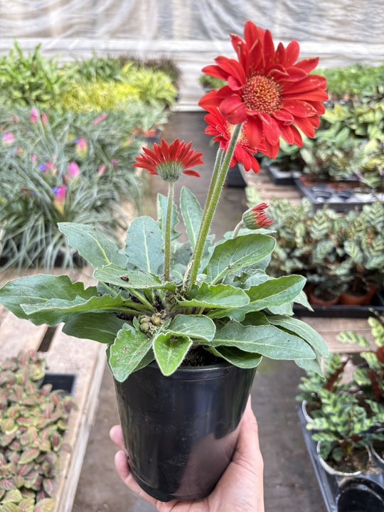 Gerbera Sweet Love Red - House Plant Shop