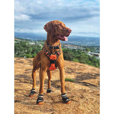 M-Pets Hiking Dog Shoes Protective Outdoor Footwear S-M