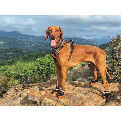 M-Pets Hiking Dog Shoes Protective Breathable Boots XS