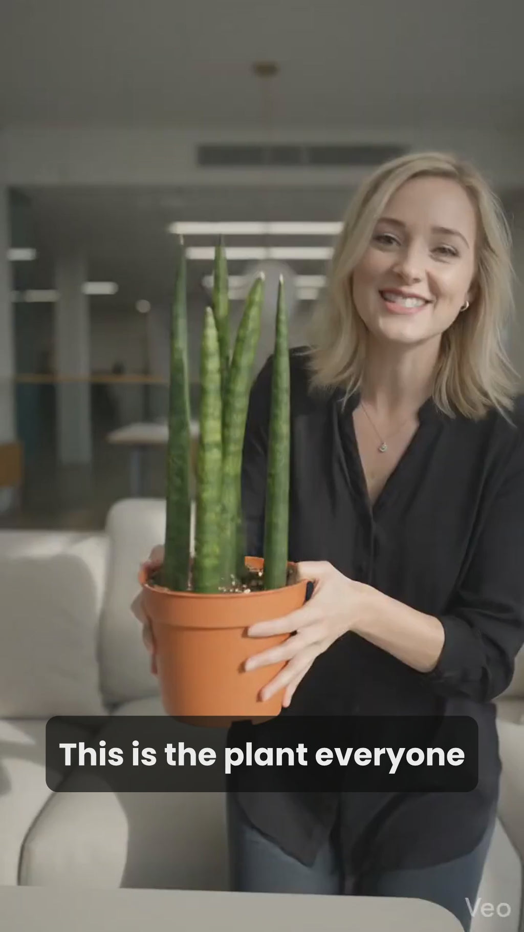 Snake Plant Cylindrica