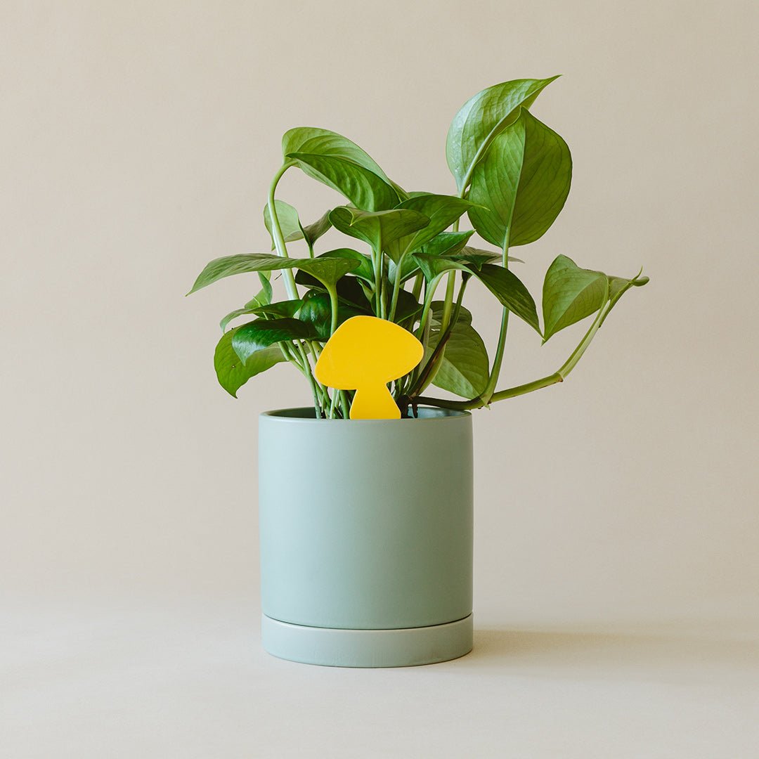 Sticky Traps for Plant Pests - House Plant Shop