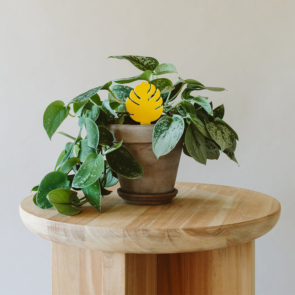 Sticky Traps for Plant Pests - House Plant Shop