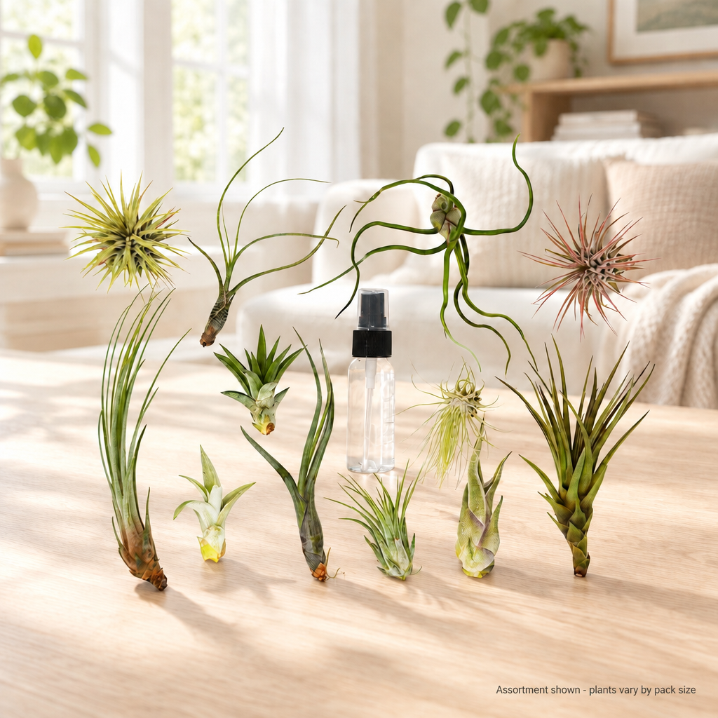 Tillandsia air plant variety with spray bottle in a bright living room - assortment shown, plants vary by pack size